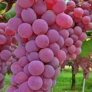 Meet your Posher, Carly emmanuel